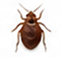 Roaches