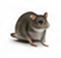 Mice