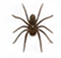 Spiders
