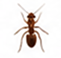 Ants
