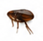 Fleas