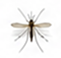 Mosquitoes