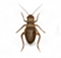 Crickets