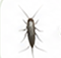 Silverfish
