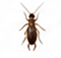 Earwigs