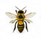 Wasps
