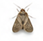 Moths