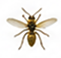 Hornets