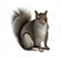 Squirrels